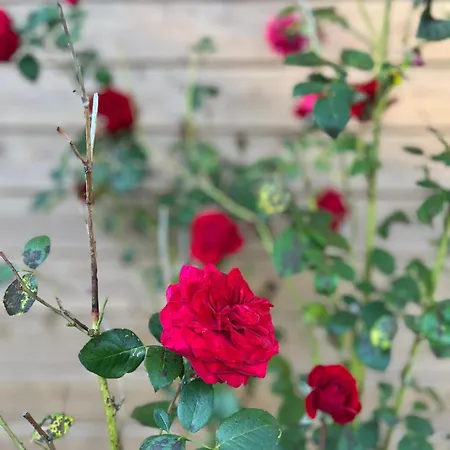 Bed & Breakfast Zenae