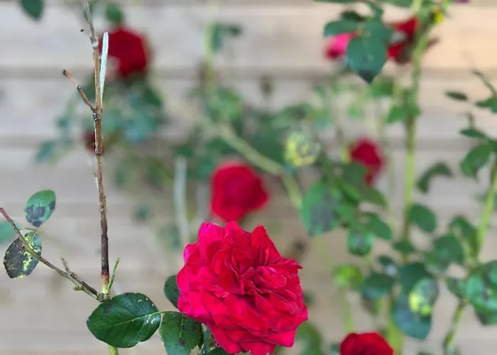 Bed & Breakfast Zenae - Cosy Avec & Sauna